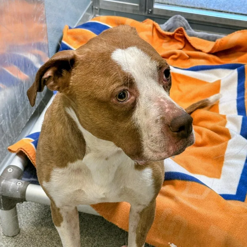 A senior medium-sized female Brown / Chocolate Pit Bull Terrier dog named Sonia for adoption in Matteson, IL