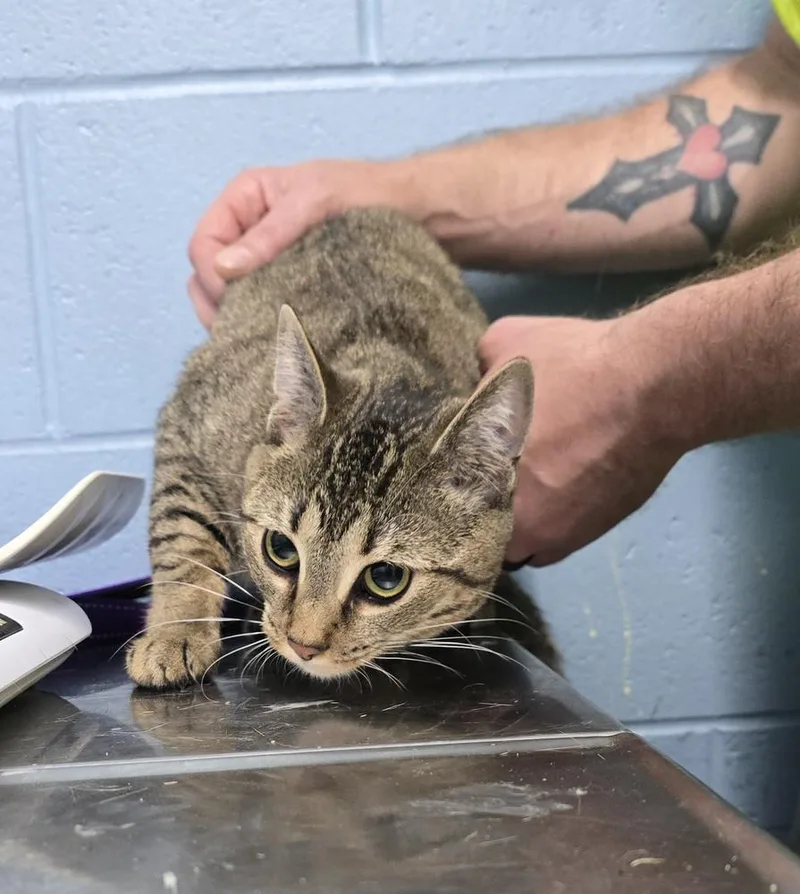 An adult small-sized female Tabby (Brown / Chocolate) Domestic Short Hair cat named Peanut for adoption in Evansville, IN