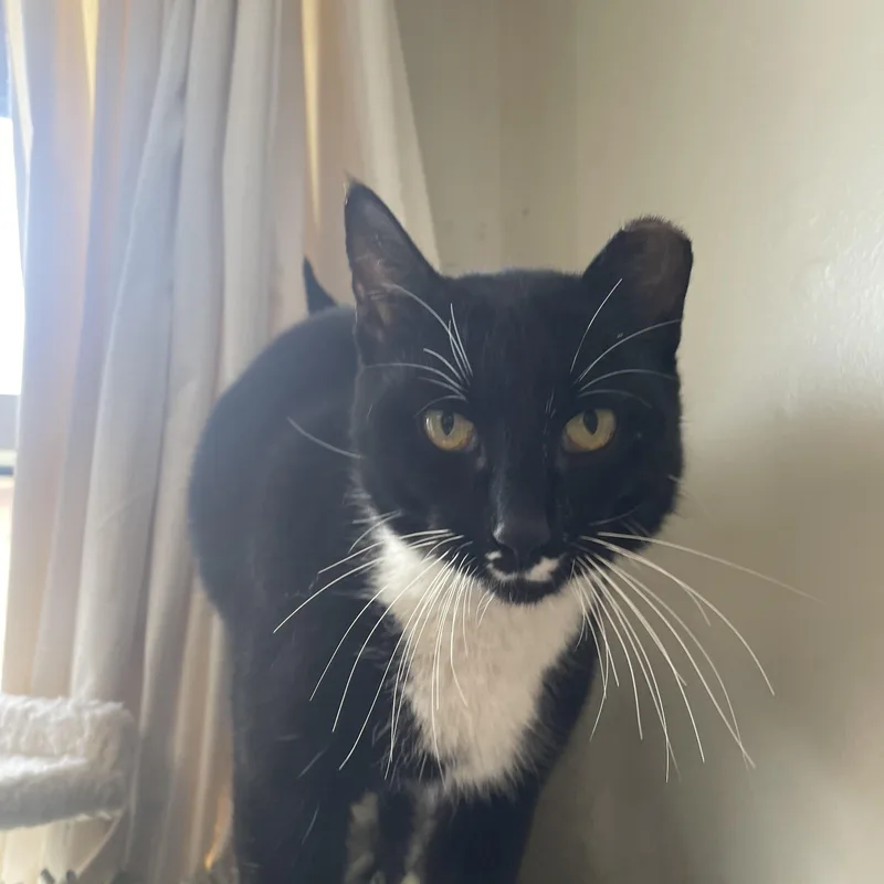 An adult medium-sized female Black & White / Tuxedo Tuxedo cat named Tulip for adoption in Gladstone, MO