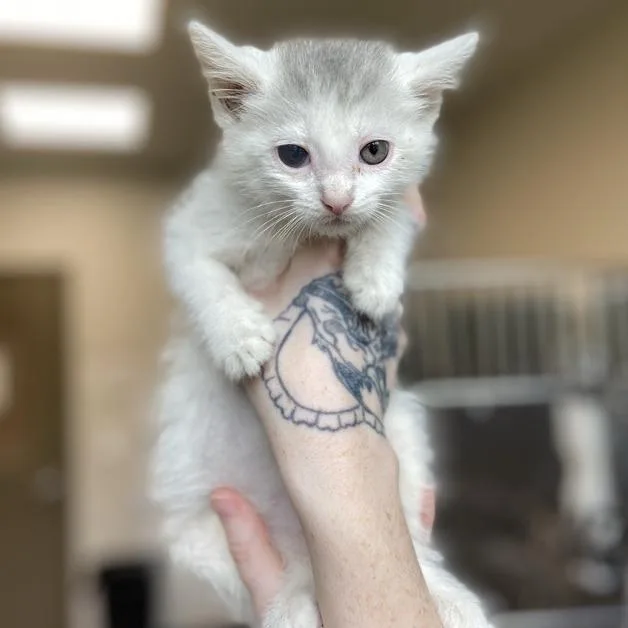 A baby small-sized female White Domestic Short Hair cat named Eyelash for adoption in Washington Township, OH