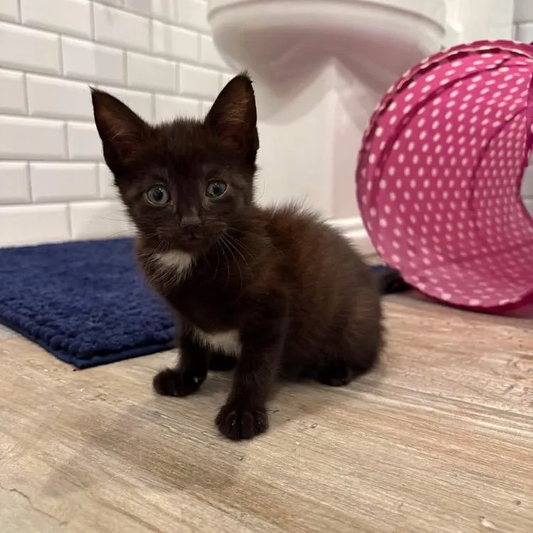 A baby small-sized female Black Domestic Short Hair cat named Allie for adoption in Long Island City, NY