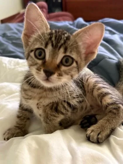 A baby small-sized female Domestic Medium Hair cat named Paprika for adoption in New Orleans, LA