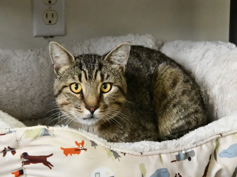 An adult medium-sized male Tabby (Brown / Chocolate) Domestic Short Hair cat named King Bob for adoption in Fairhope, AL