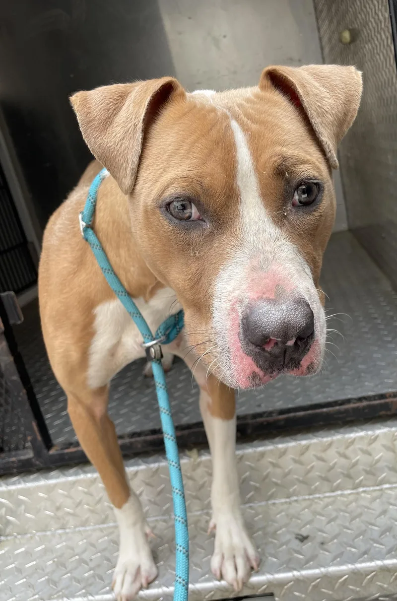 A young medium-sized male Brown / Chocolate Pit Bull Terrier dog named Tucker HOLD for adoption in Canton, OH
