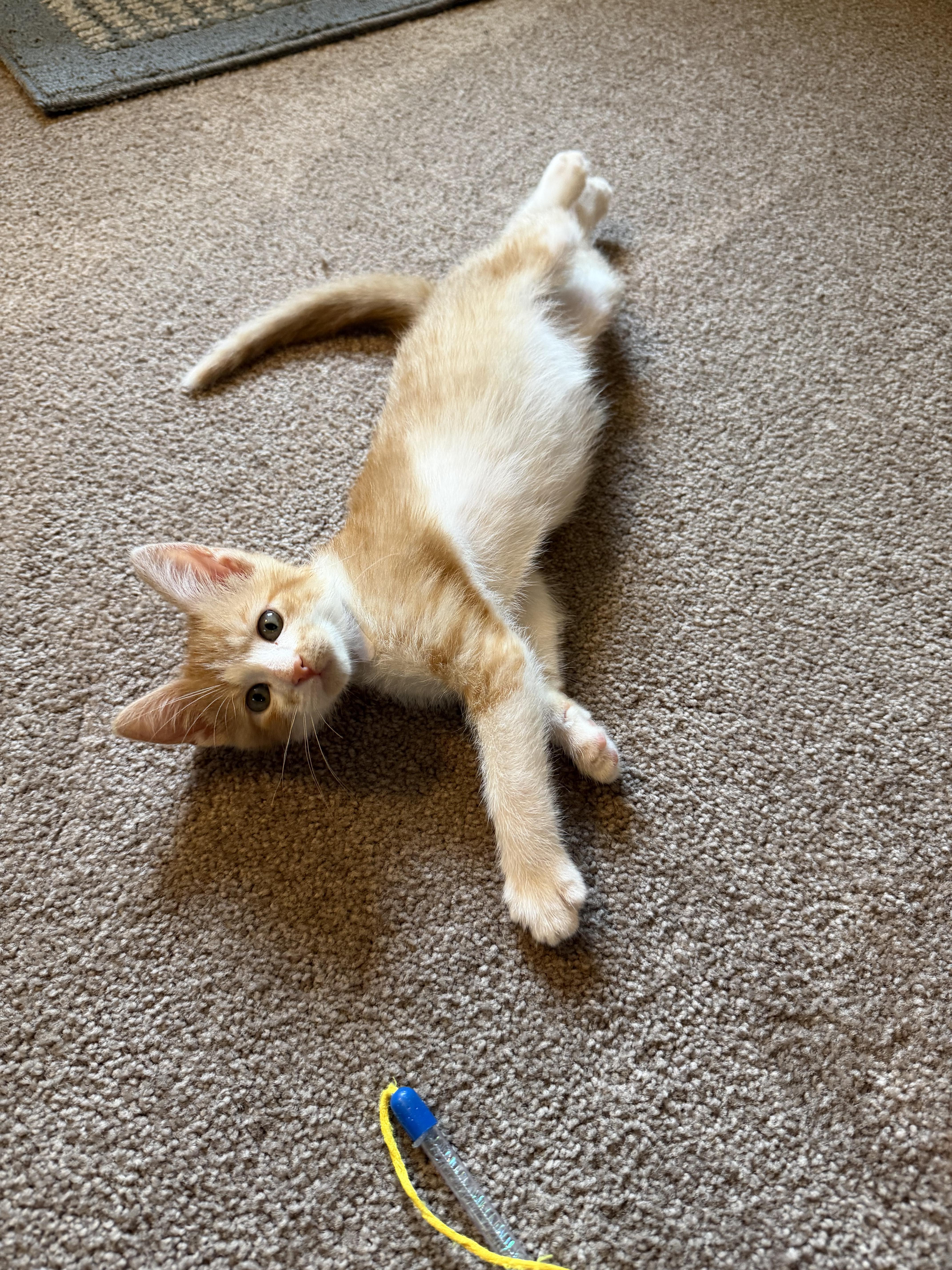 A baby small-sized male Domestic Short Hair cat named Taquito for adoption in Lacona, NY