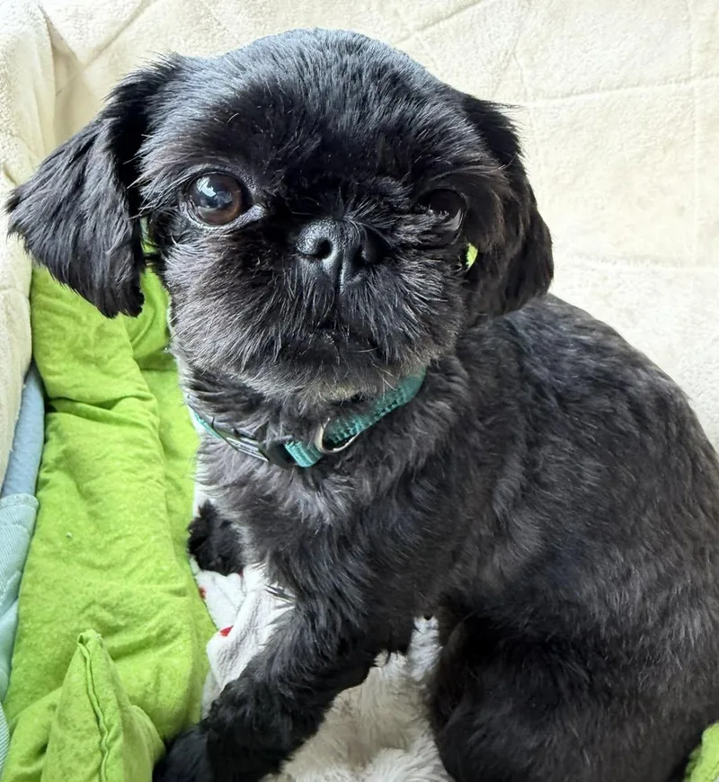 A young small-sized female Black Shih Tzu dog named Izzy Miller for adoption in Plano, TX