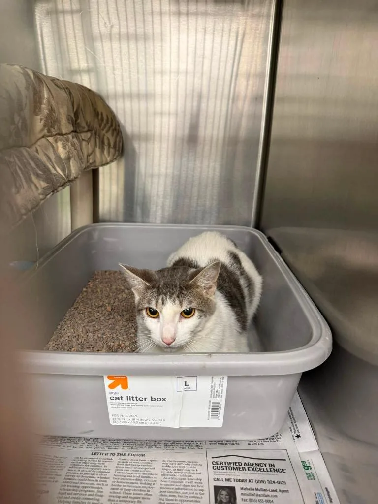 A young medium-sized male Domestic Short Hair cat named Charlie for adoption in La Porte, IN