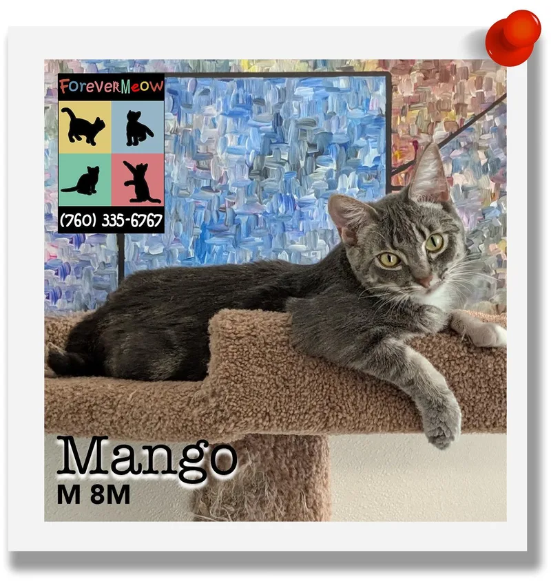 A young medium-sized male Gray / Blue / Silver Domestic Short Hair cat named Mango for adoption in Palm Desert, CA