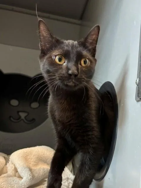 A young medium-sized female Domestic Short Hair cat named Mercury for adoption in Leesburg, VA