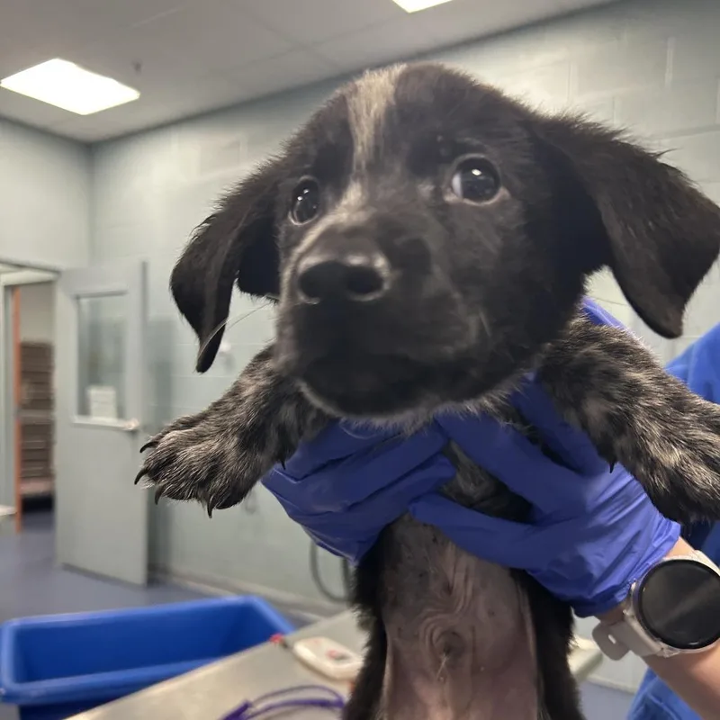 A baby small-sized male Black Mixed Breed dog named Zazu for adoption in Greensboro, NC