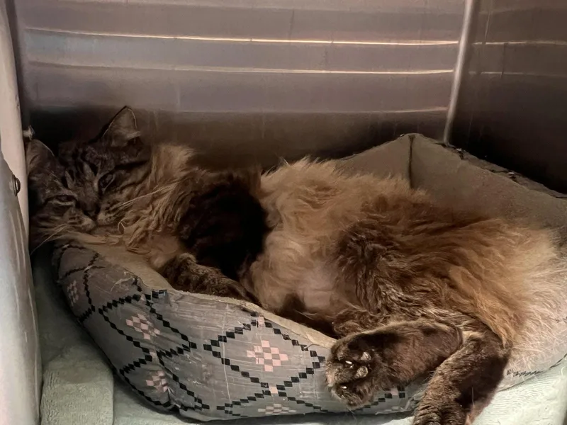 A senior medium-sized male Buff / Tan / Fawn Siamese cat named Callahan for adoption in Georgetown, KY