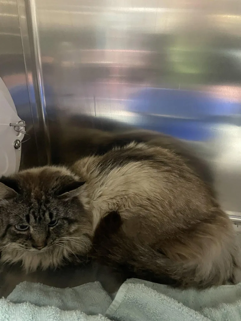 Callahan thumbnail 2