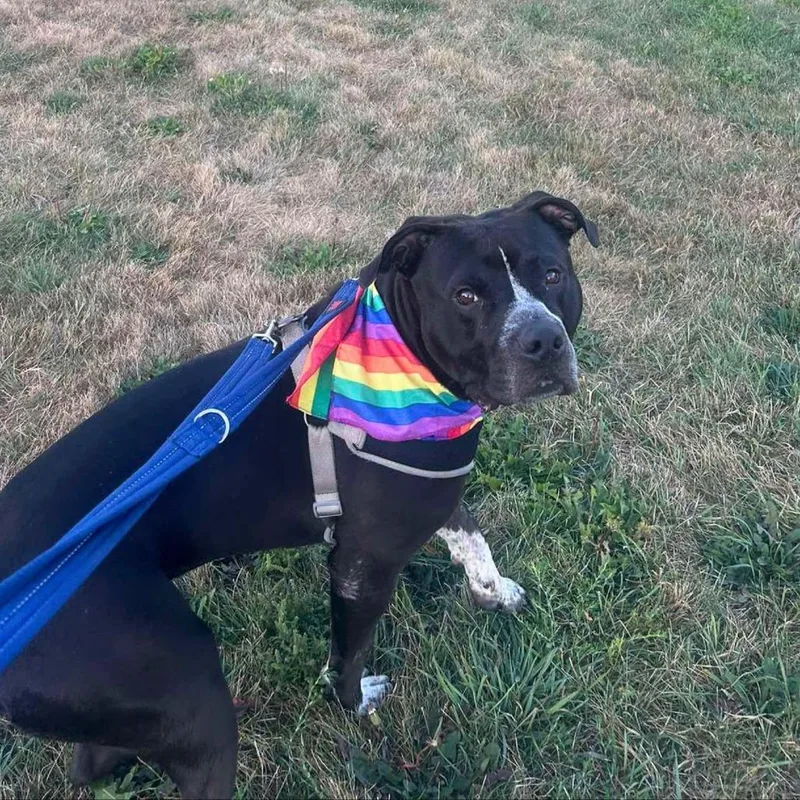 An adult medium-sized male Mixed Breed dog named Mj for adoption in South Portland, ME