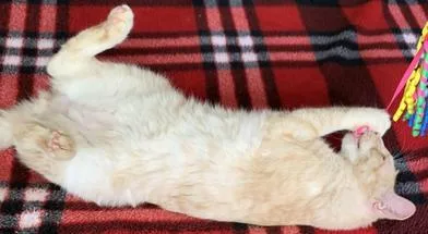 Simba thumbnail 2