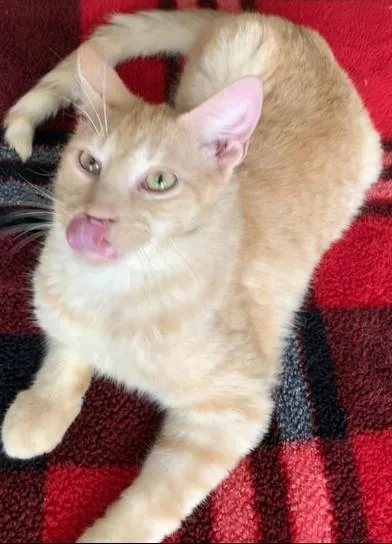 Simba thumbnail 3