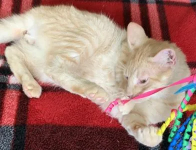 A baby medium-sized male Orange & White Domestic Short Hair cat named Simba for adoption in Liverpool, TX