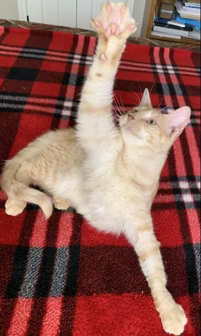 Simba thumbnail 6