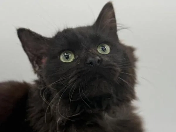 A young medium-sized female Domestic Medium Hair cat named Hazel for adoption in Portland, OR