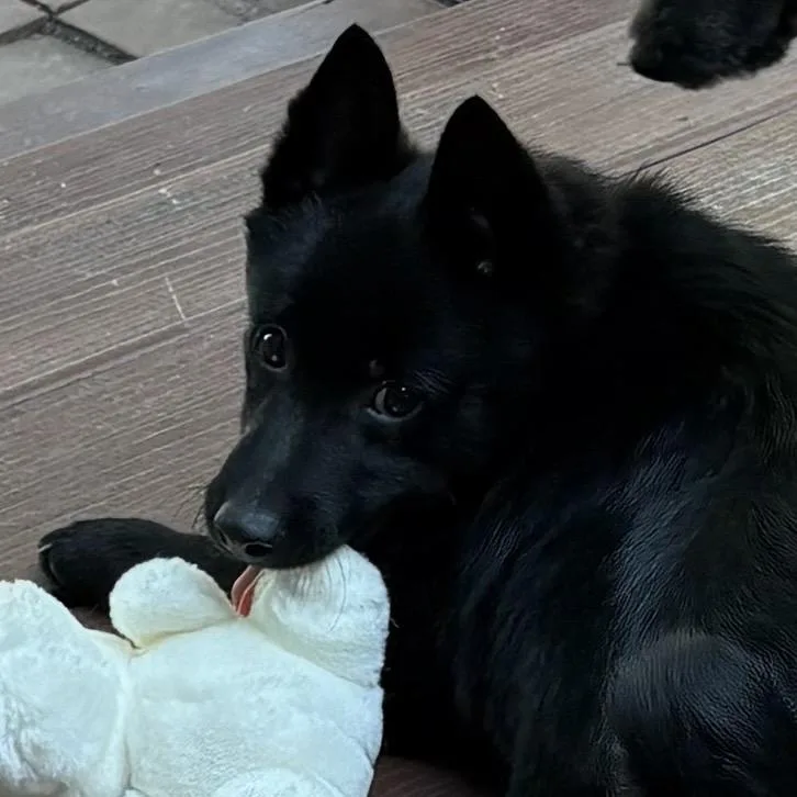 A baby small-sized male Black Schipperke dog named Wynot Harry for adoption in Sinking Spring, PA