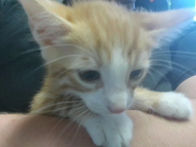 A baby small-sized male Domestic Short Hair cat named Theodore for adoption in Tulsa, OK