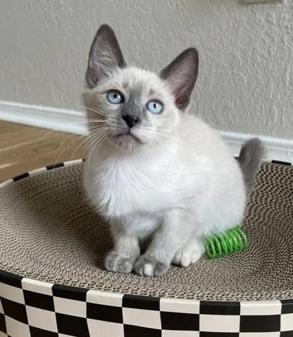 A baby small-sized female Siamese cat named Akasha for adoption in Fort Worth, TX