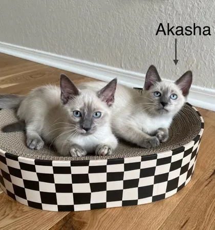 Akasha thumbnail 2