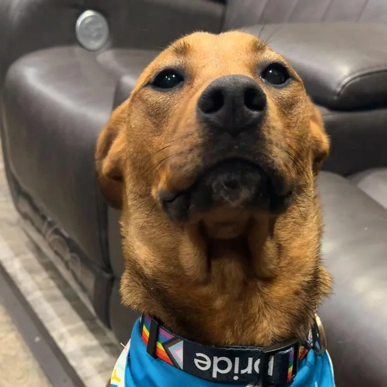 An adult small-sized male Yellow / Tan / Blond / Fawn Mixed Breed dog named Apollo for adoption in Livingston, TX