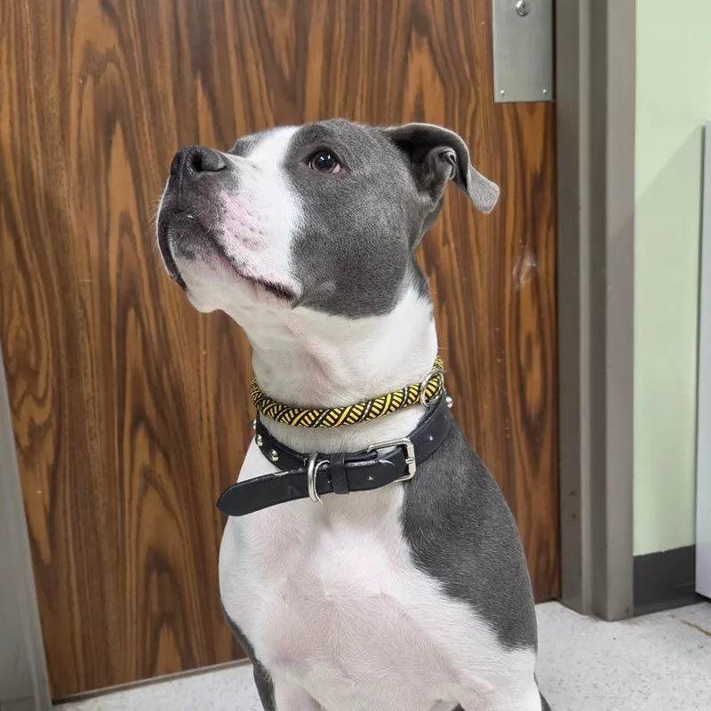 An adult medium-sized female Gray / Blue / Silver Mixed Breed dog named Nevada for adoption in Binghamton, NY