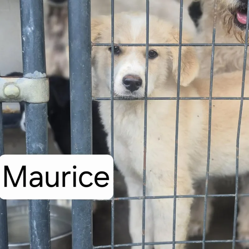 A baby small-sized male White / Cream Poodle dog named Maurice for adoption in Dover, AR