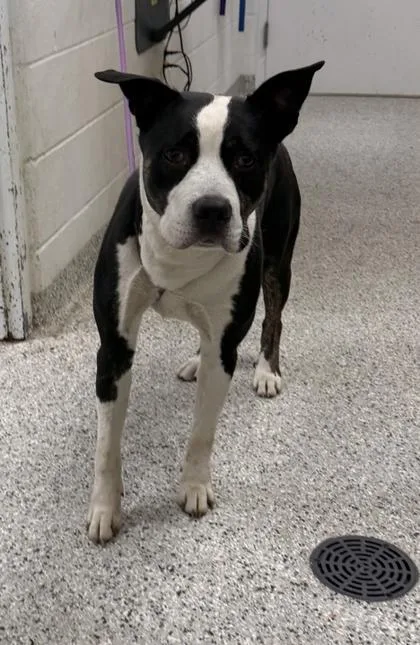 An adult large-sized male Black Mixed Breed dog named Brantley for adoption in Kansas City, MO