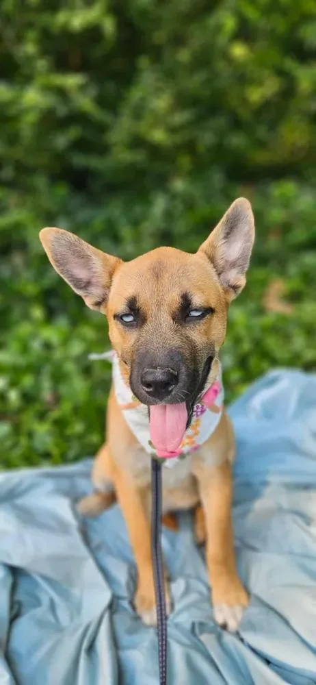 A baby large-sized female Husky dog named Sitka for adoption in Norfolk, MA