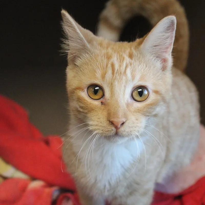 A baby small-sized female Orange / Red Domestic Long Hair cat named Joyce for adoption in Cleveland, MS