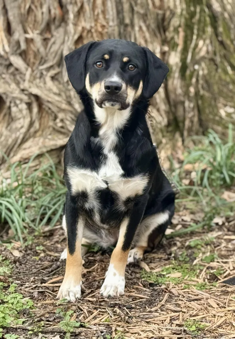 A young medium-sized female Tricolor (Brown, Black, & White) Australian Cattle Dog / Blue Heeler dog named Jasmine for adoption in Greenbrier, AR