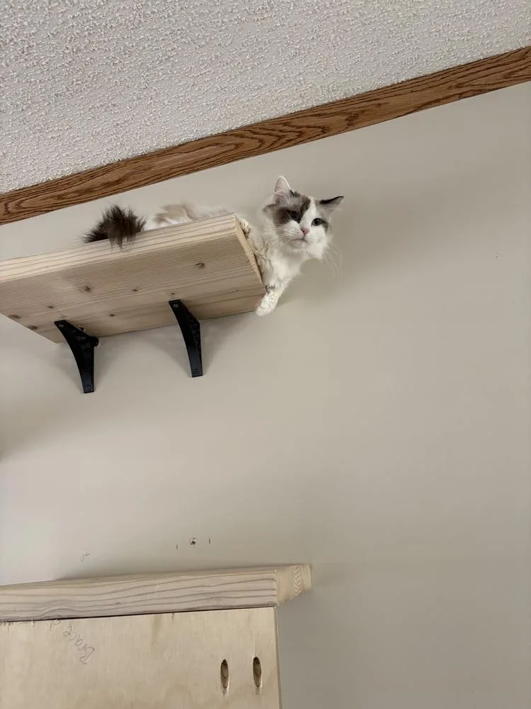 An adult medium-sized female Ragdoll cat named Pita for adoption in Clinton Township, MI