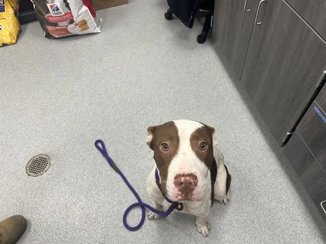 A young medium-sized male Pit Bull Terrier dog named Hondo for adoption in Ocala, FL