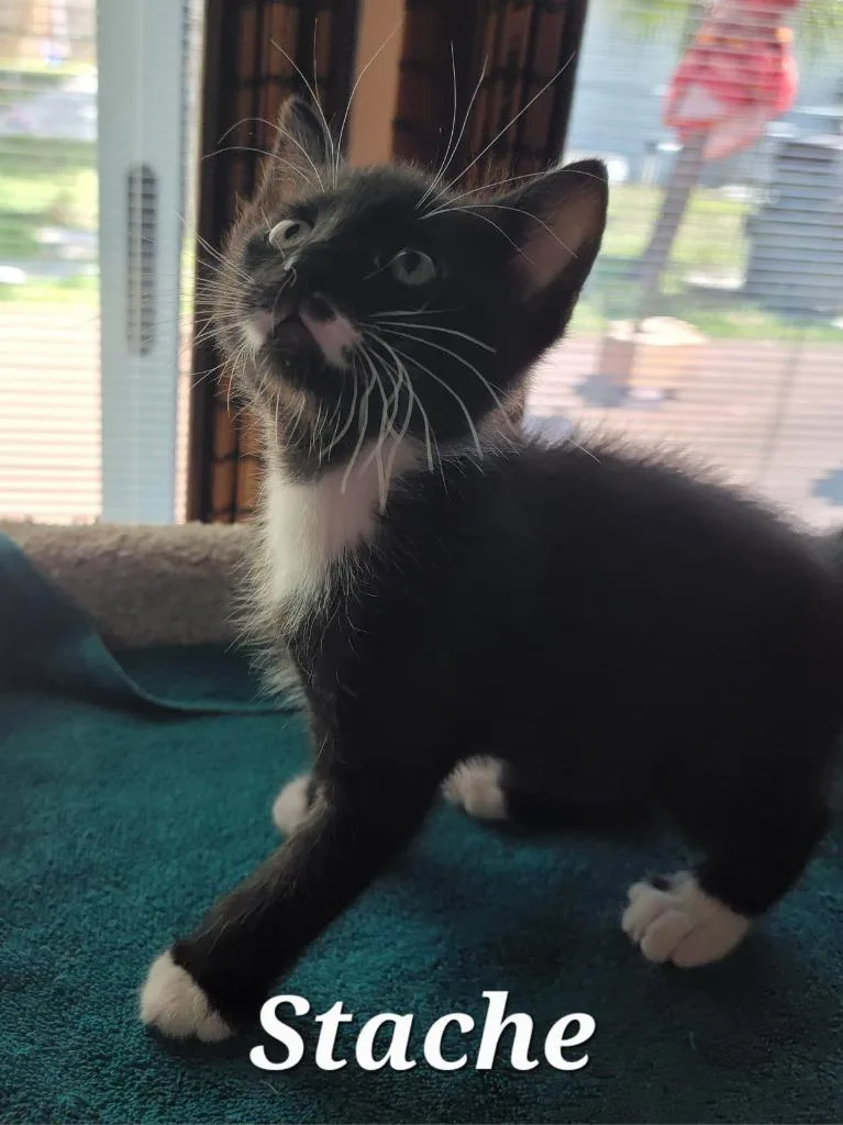 A baby small-sized male Domestic Short Hair cat named Stache for adoption in Sebastian, FL