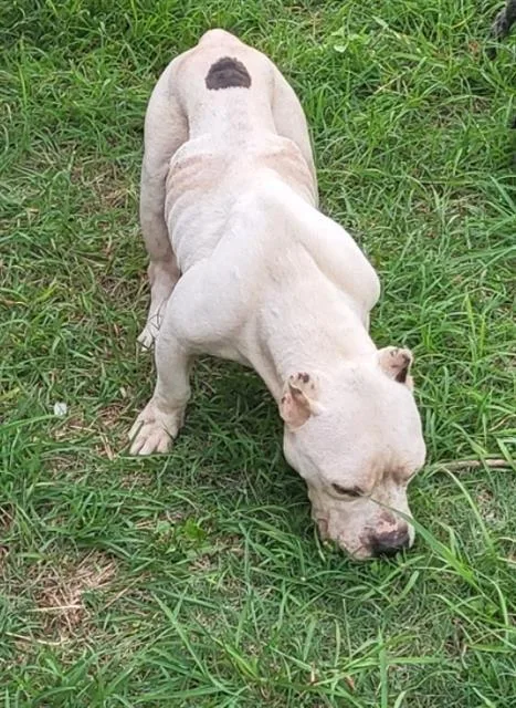 An adult large-sized male American Bulldog dog named Draco for adoption in San Antonio, TX