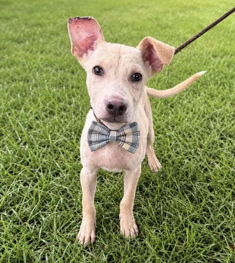 A baby medium-sized male Mixed Breed dog named Goose Sweetest Boy hoping for adoption in Conway, SC
