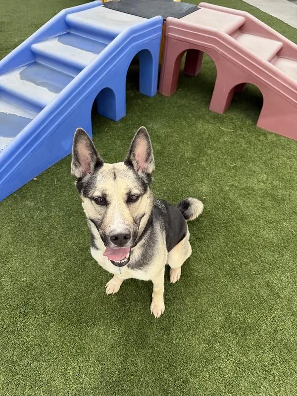 An adult medium-sized female Mixed Breed dog named Sasha for adoption in Truckee, CA