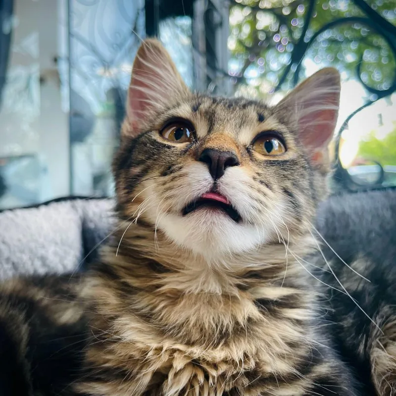 A young small-sized female Domestic Medium Hair cat named Mrs. Potato Head for adoption in Stokesdale, NC