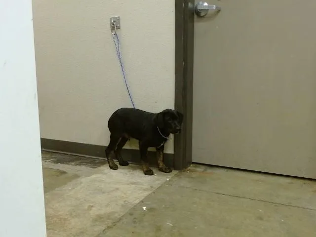 A baby medium-sized male Pit Bull Terrier dog named Bear for adoption in Ontario, CA