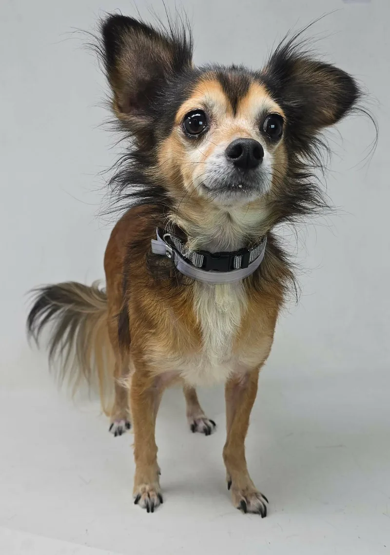An adult small-sized male Tricolor (Brown, Black, & White) Chihuahua dog named Coco for adoption in Newport, TN