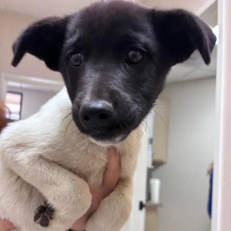 A baby small-sized female White / Cream German Shepherd Dog dog named Marcie for adoption in Santa Barbara, CA