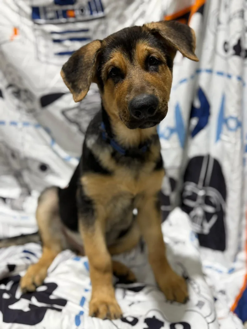 A young large-sized male Black German Shepherd Dog dog named Bodie for adoption in Glendale, AZ