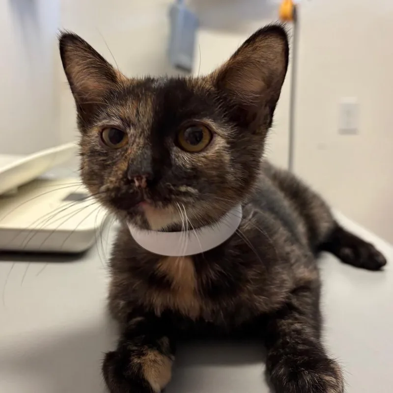 A baby small-sized female Calico Domestic Short Hair cat named Cali for adoption in Santa Barbara, CA