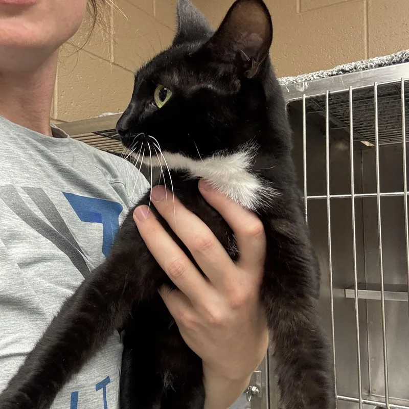 A young medium-sized female Black & White / Tuxedo Domestic Short Hair cat named Misty for adoption in Owasso, OK