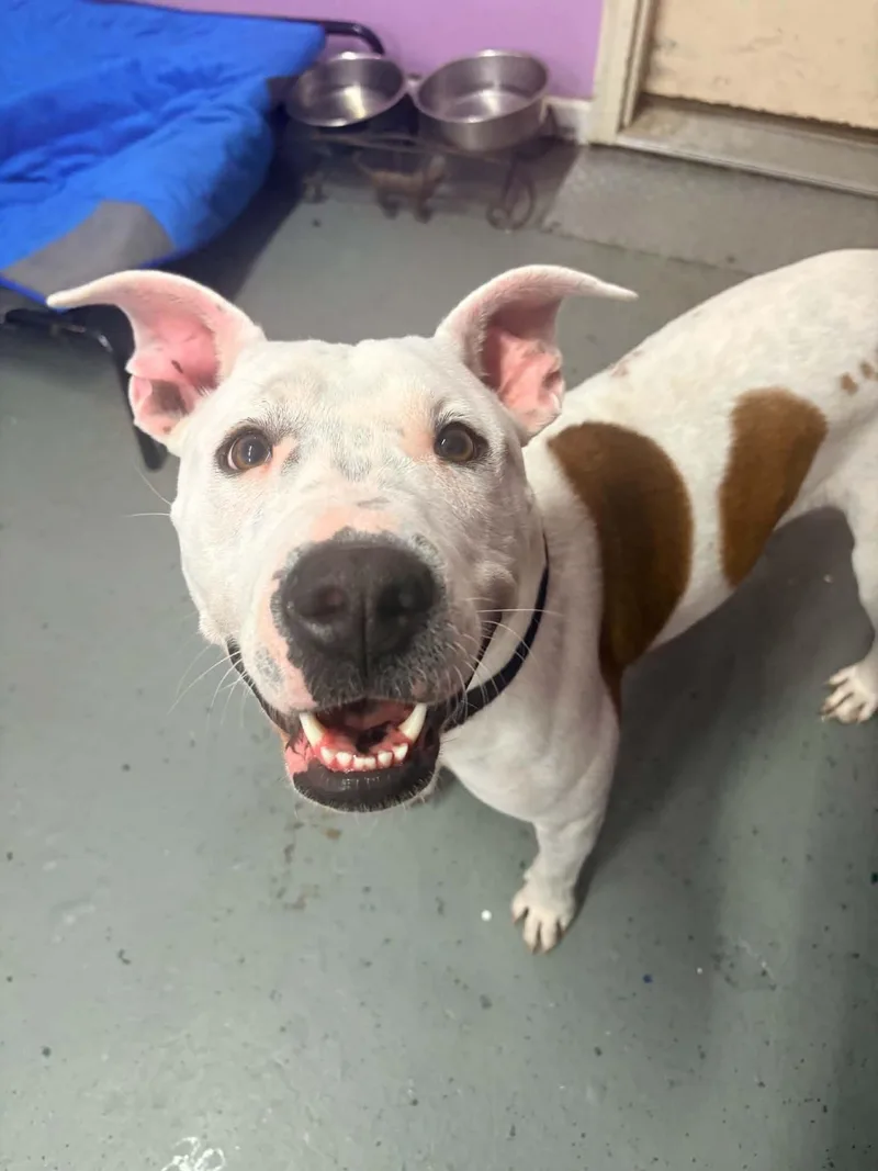 An adult large-sized female Pit Bull Terrier dog named Thelma for adoption in Kansas City, MO
