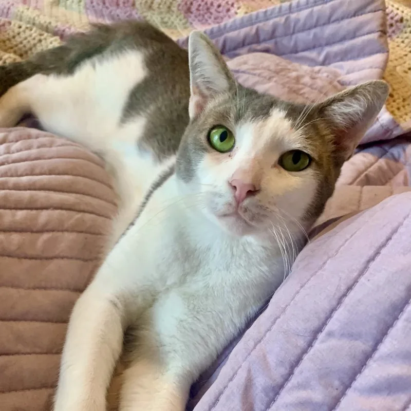 An adult small-sized male Gray / Blue / Silver Domestic Short Hair cat named Jalen for adoption in Philadelphia, PA
