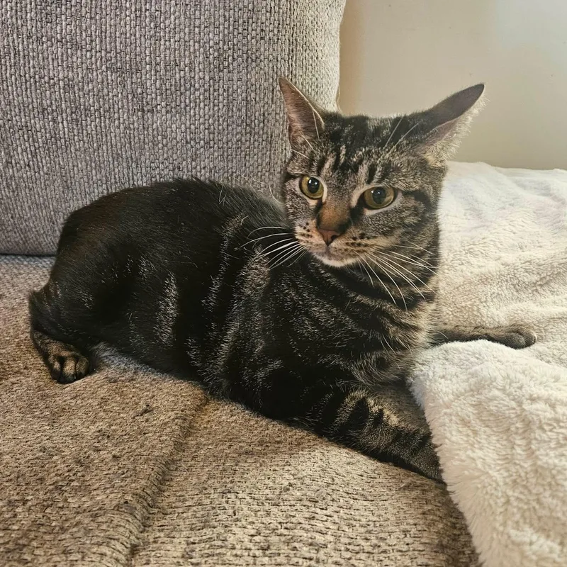 A young medium-sized female Tabby (Brown / Chocolate) Domestic Short Hair cat named Daffodil for adoption in Scranton, PA