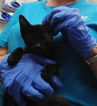 A baby small-sized female Domestic Short Hair cat named Cora for adoption in Albuquerque, NM